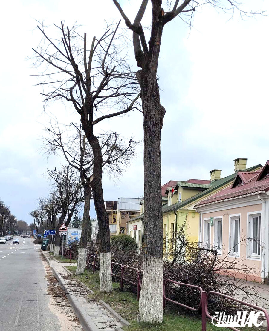 В редакцию газеты «Наш час» обратилась читательница по поводу обрезки  деревьев в черте города, в частности, вдоль проезжей части по улице  Советской напротив общежития колледжа ГрГУ имени Я. Купалы - Новости  Волковыска