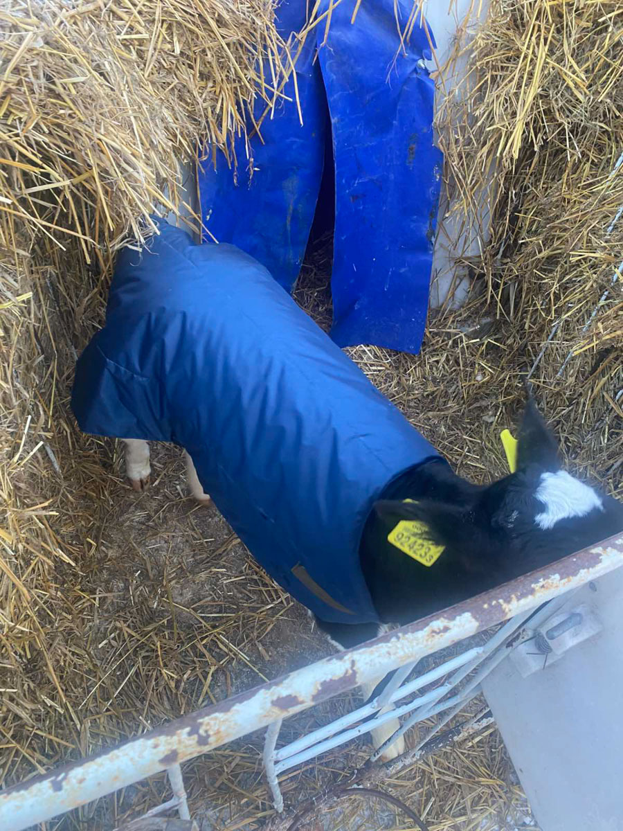 изображение_viber_2026-02-03_11-46-54-939