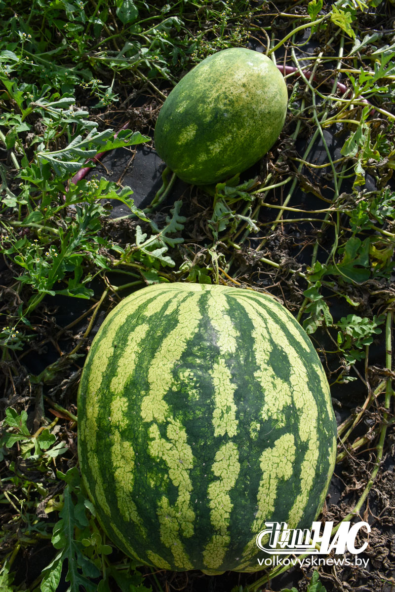 DSC_0542